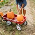 pumpkin patches wichita falls